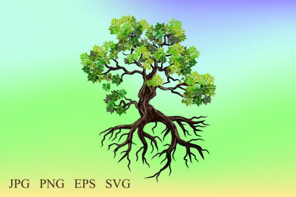 Old Mangrove Tree Graphics and Illustrations